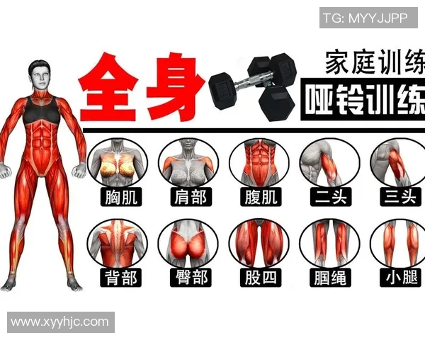 哑铃锻炼肌肉的有效方法与技巧分享助你塑造完美身材